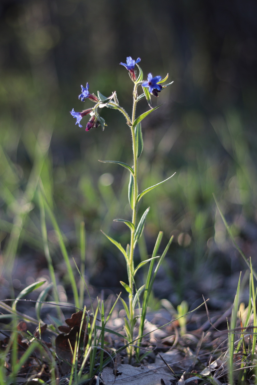 Image of Aegonychon purpureocaeruleum specimen.