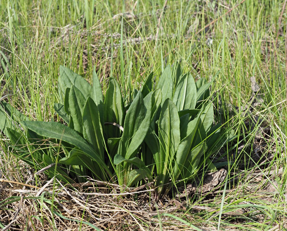 Изображение особи Senecio schwetzowii.