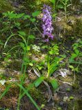 Orchis mascula