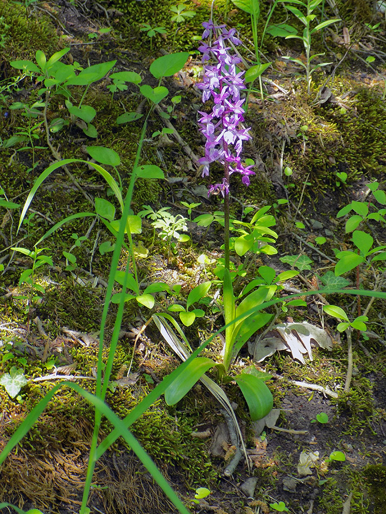 Изображение особи Orchis mascula.