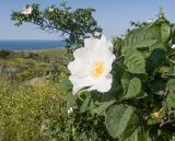 Rosa corymbifera. Цветок и листья. Крым, Керченский п-ов, Ленинский р-н, окр с. Глазовка, гора Хрони, ≈ 175 м н.у.м., закустаренная степь. 28.05.2021.