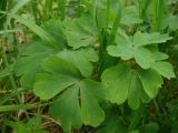 Aquilegia sibirica