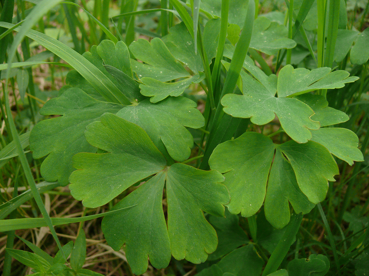 Image of Aquilegia sibirica specimen.