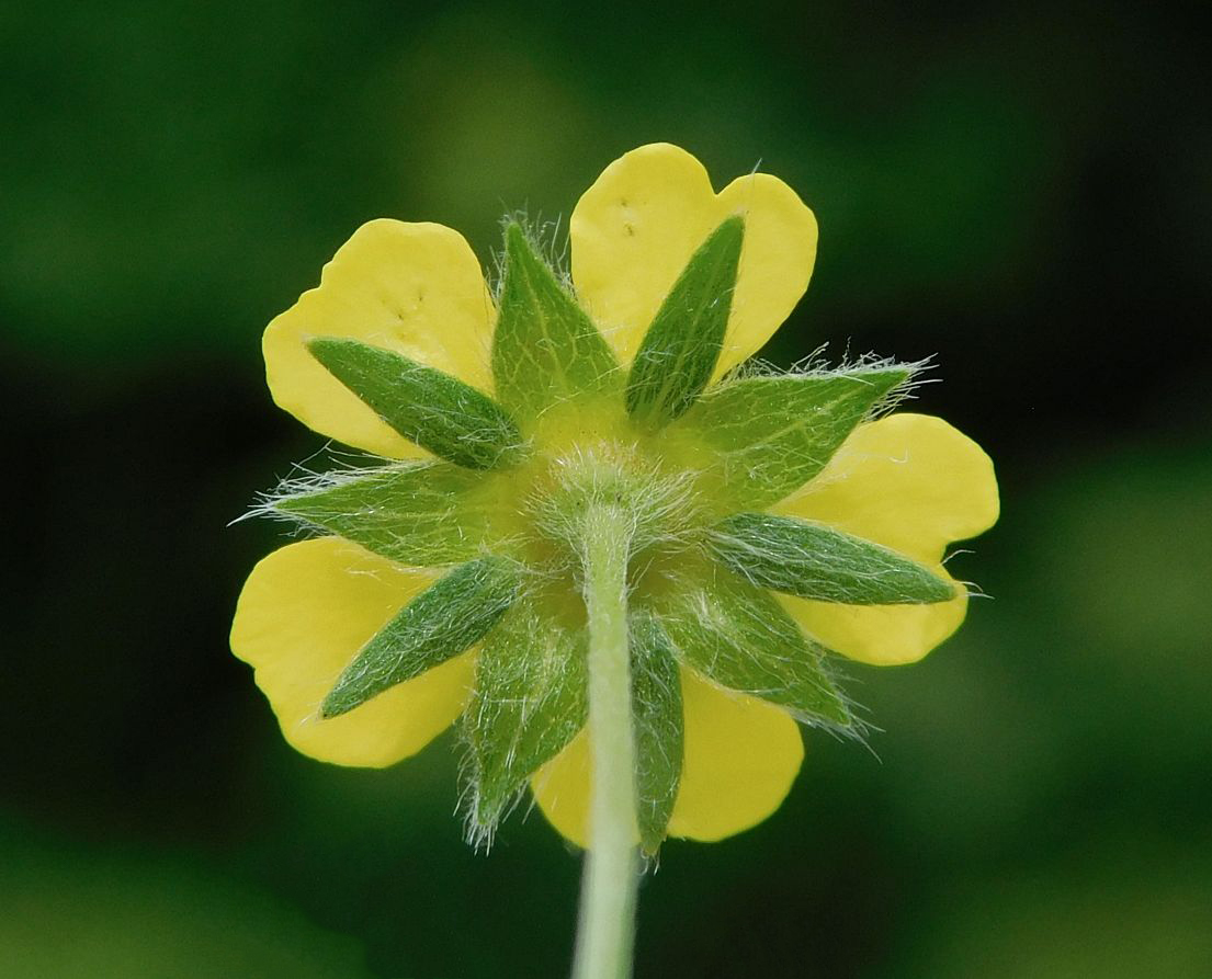 Image of Potentilla canescens specimen.