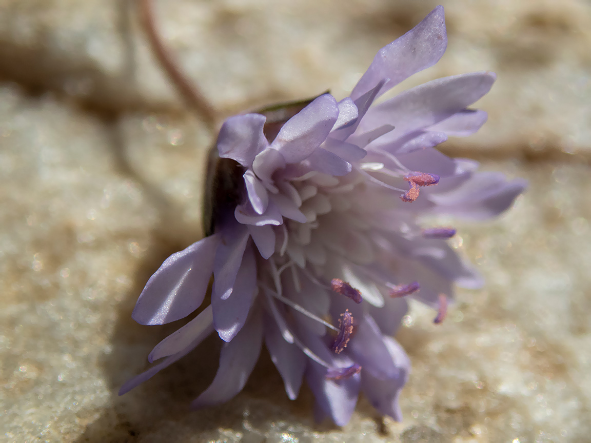 Image of Knautia integrifolia specimen.