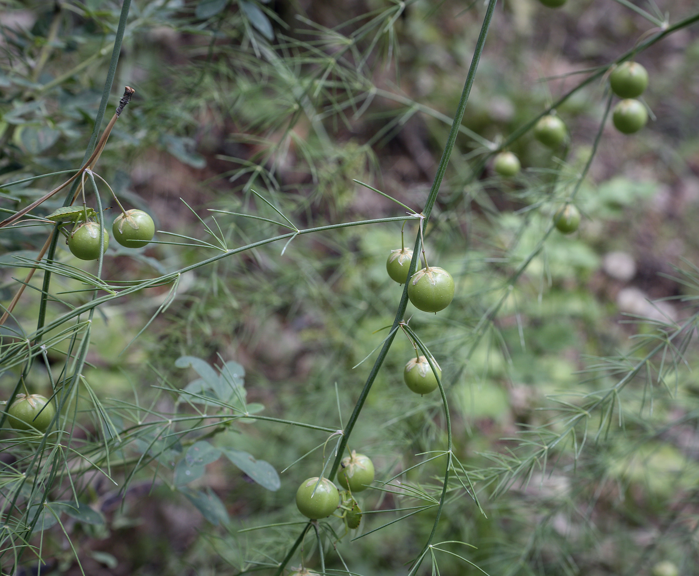 Image of Asparagus officinalis specimen.