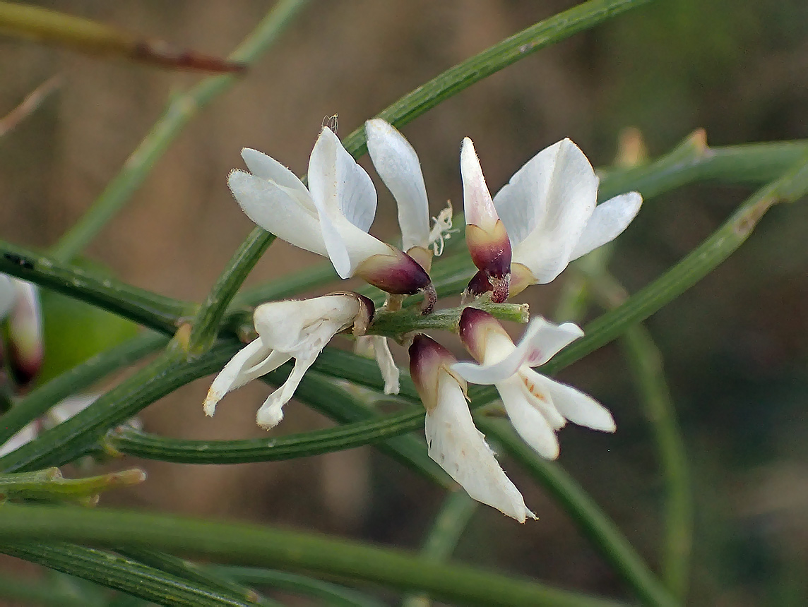 Image of Retama monosperma specimen.