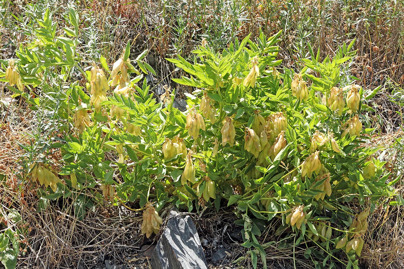 Изображение особи Astragalus dictamnoides.