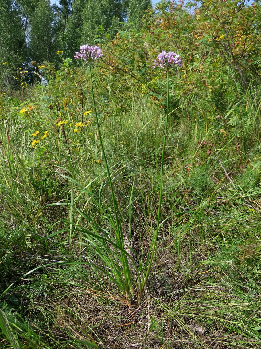 Изображение особи Allium angulosum.