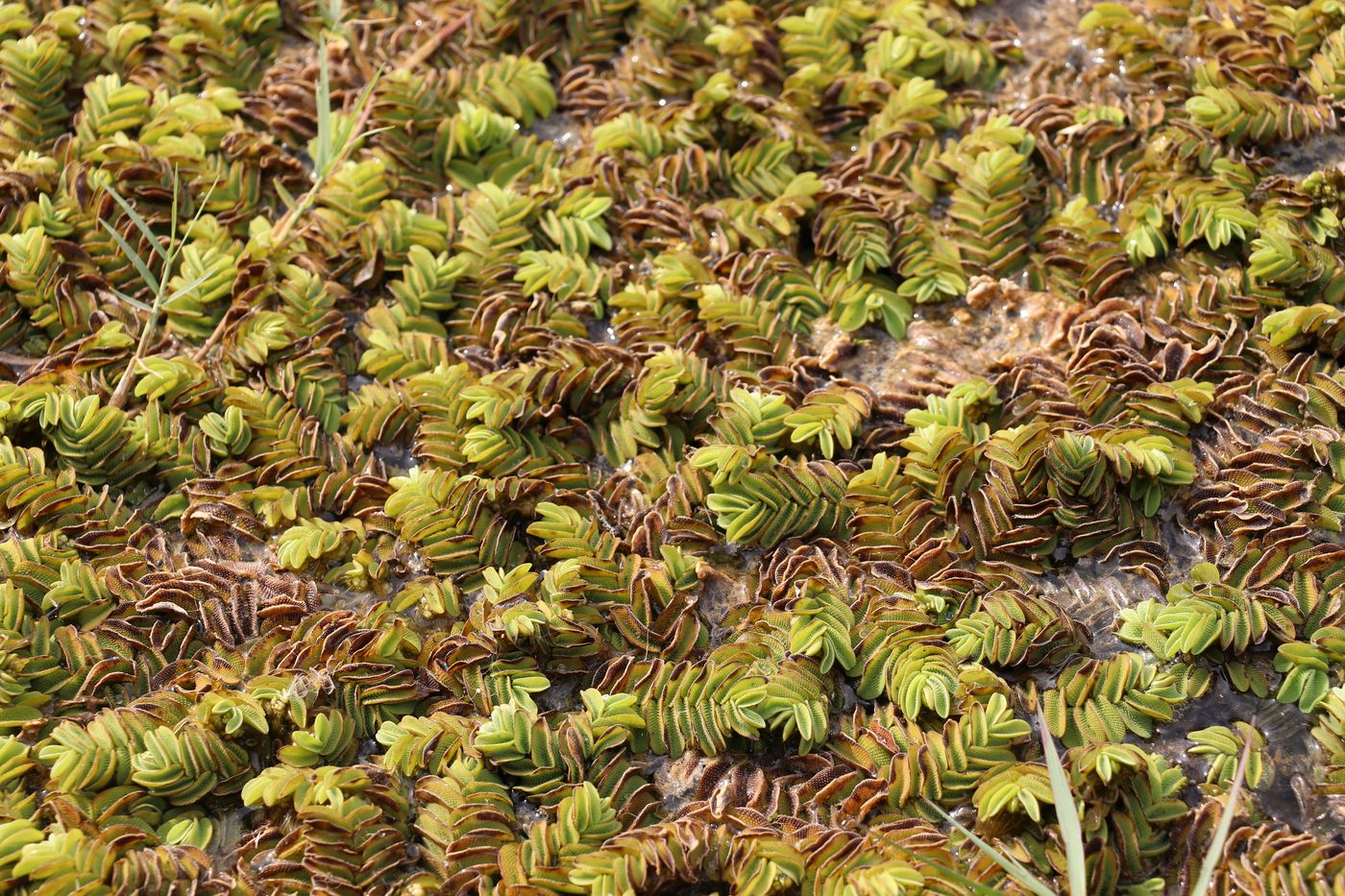 Image of Salvinia natans specimen.