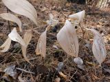 Polygonatum odoratum