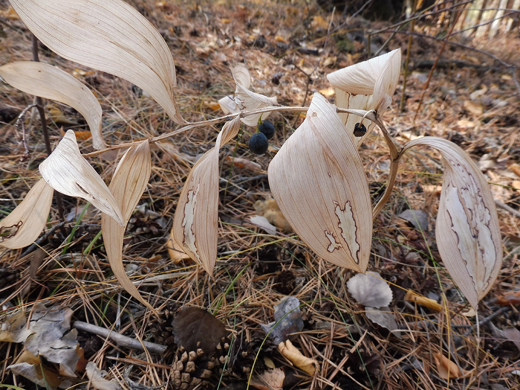 Image of Polygonatum odoratum specimen.