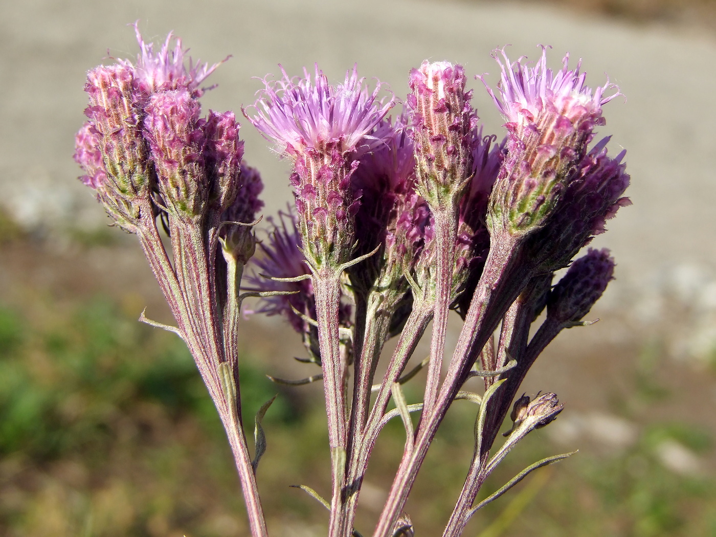 Image of Saussurea amara specimen.