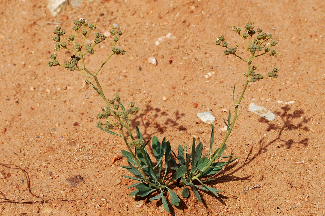 Image of Haplophyllum ferganicum specimen.