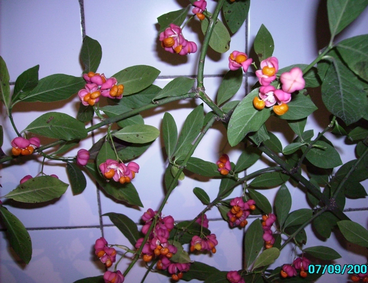 Изображение особи Euonymus europaeus.