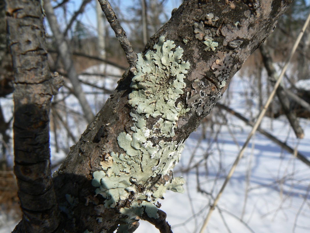 Image of genus Parmelia specimen.
