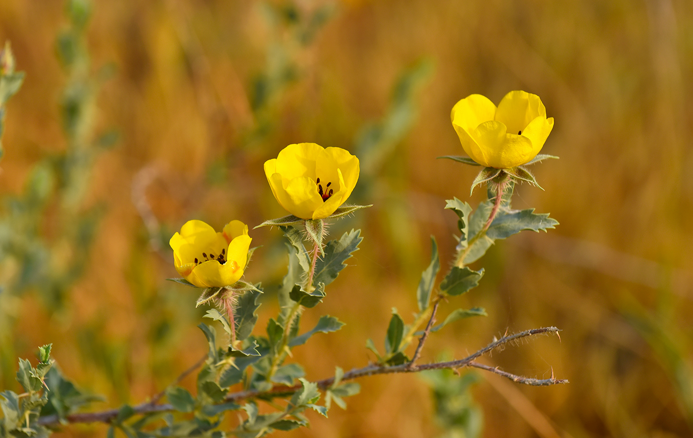 Image of Rosa persica specimen.