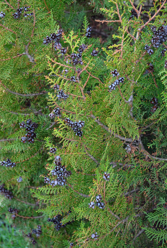 Изображение особи Platycladus orientalis.