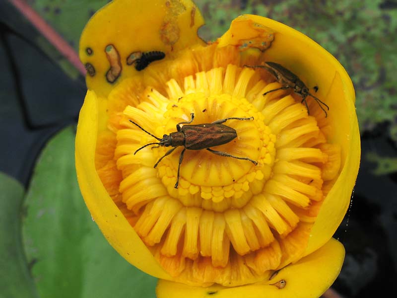 Изображение особи Nuphar lutea.