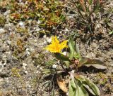 Crepis chrysantha