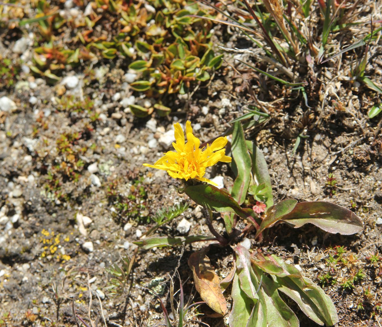 Изображение особи Crepis chrysantha.