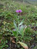 Centaurea willdenowii