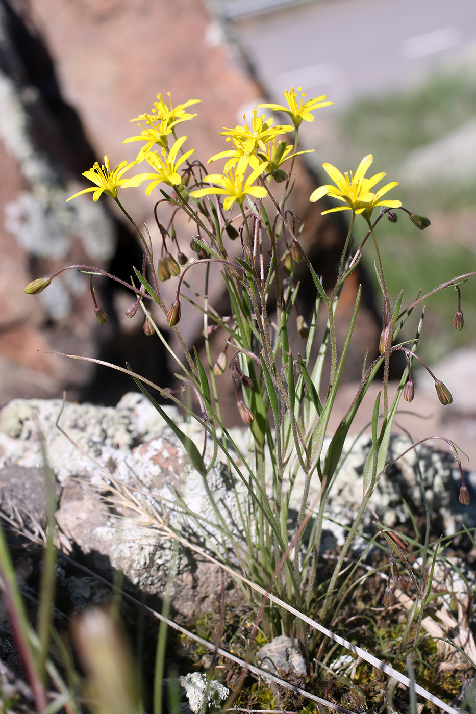 Image of Gagea stipitata specimen.