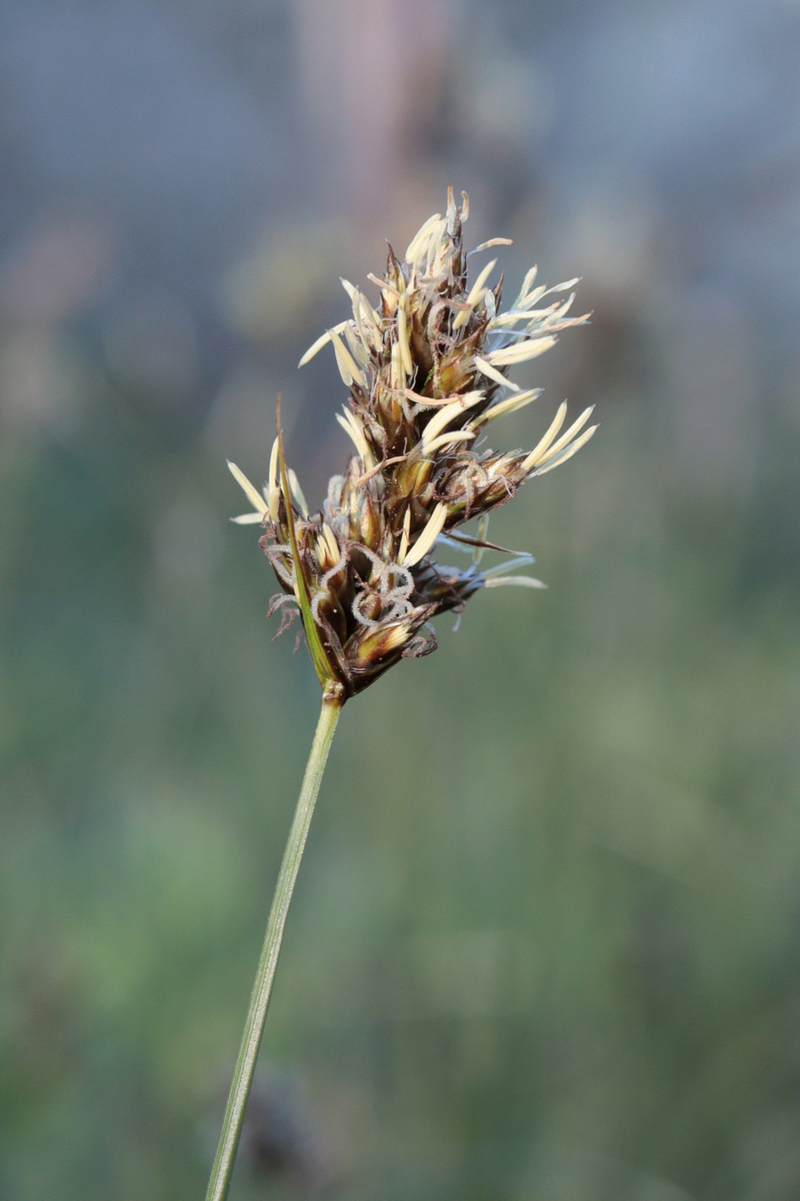 Изображение особи Carex stenophylla.