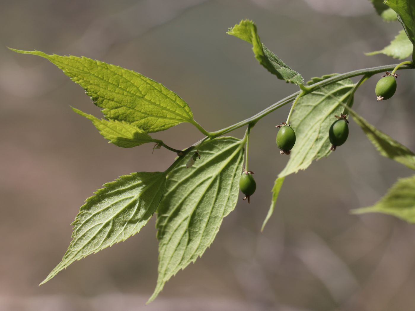 Изображение особи Celtis caucasica.