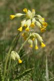 Primula veris. Соцветие. Псковская обл., Невельский р-н, окраина дер. Шеляково близ городища, суходольный луг у берега оз. Езерище. 09.05.2022.