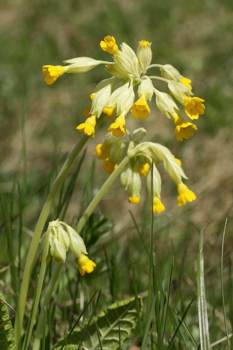 Image of Primula veris specimen.