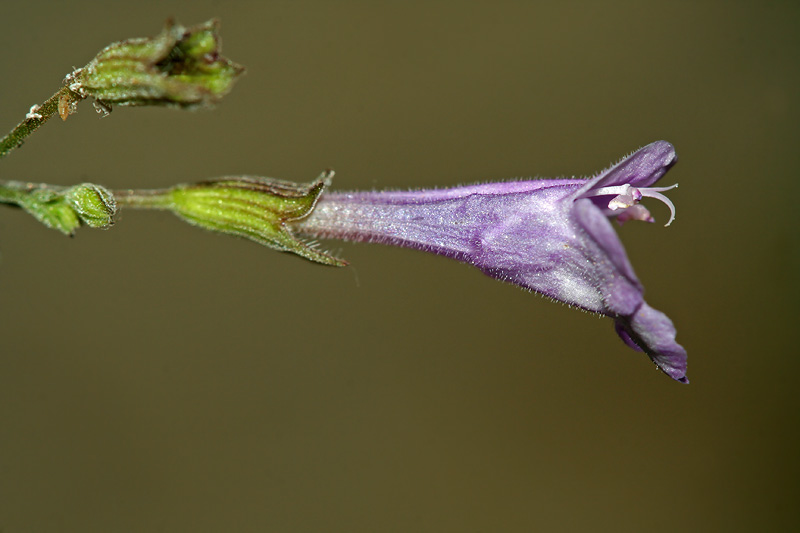 Изображение особи Clinopodium menthifolium.