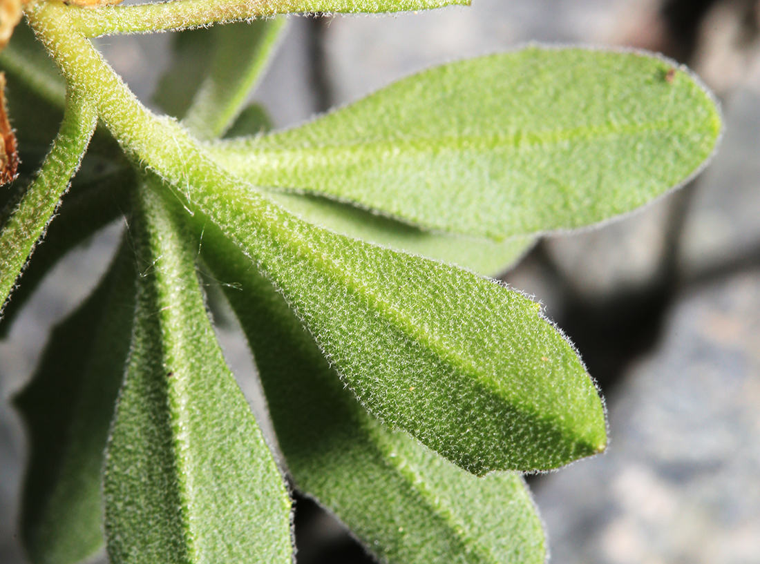 Image of Draba cardaminiflora specimen.