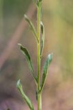 Veronica spicata. Часть побега. Ростовская обл., Тарасовский р-н, гора Городище, каменистая степь. 11.06.2022.