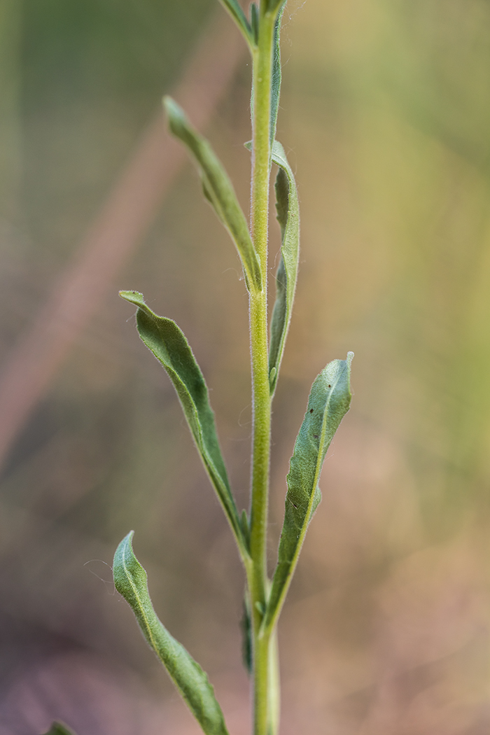 Image of Veronica spicata specimen.