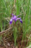 Iris ruthenica