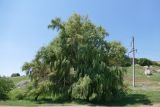 genus Salix
