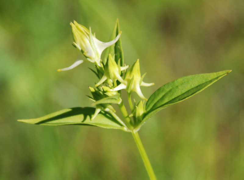 Изображение особи Halenia corniculata.