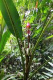 genus Musa
