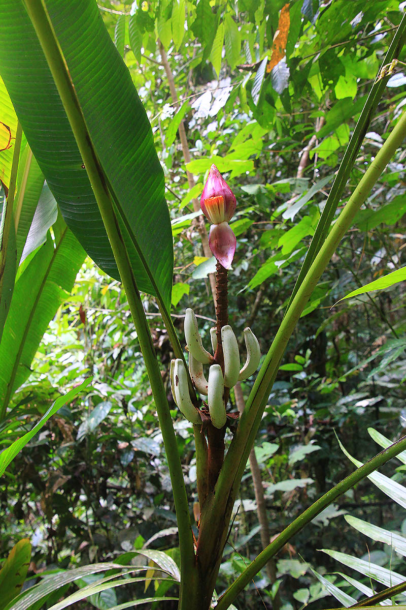 Image of genus Musa specimen.