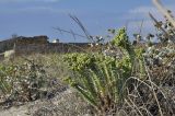 Euphorbia paralias. Плодоносящее растение. Крым, Черноморский р-н, с. Межводное, песчаный берег моря. 07.08.2022.