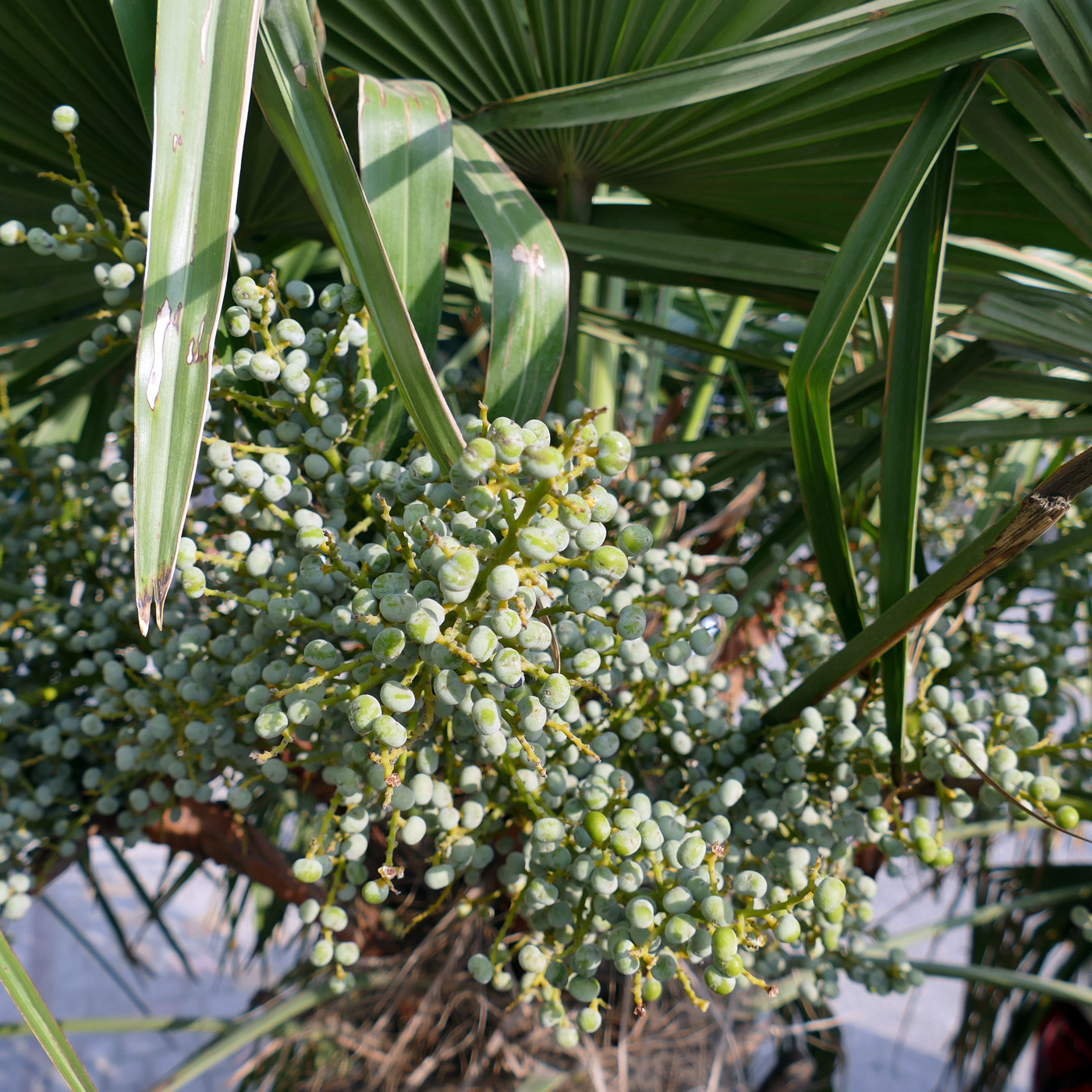 Изображение особи Trachycarpus fortunei.