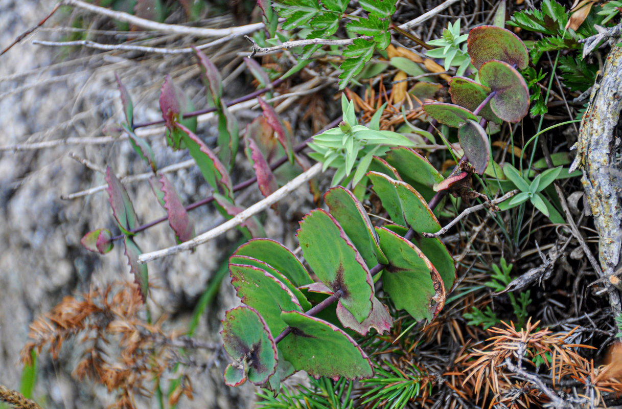 Image of Hylotelephium ussuriense specimen.