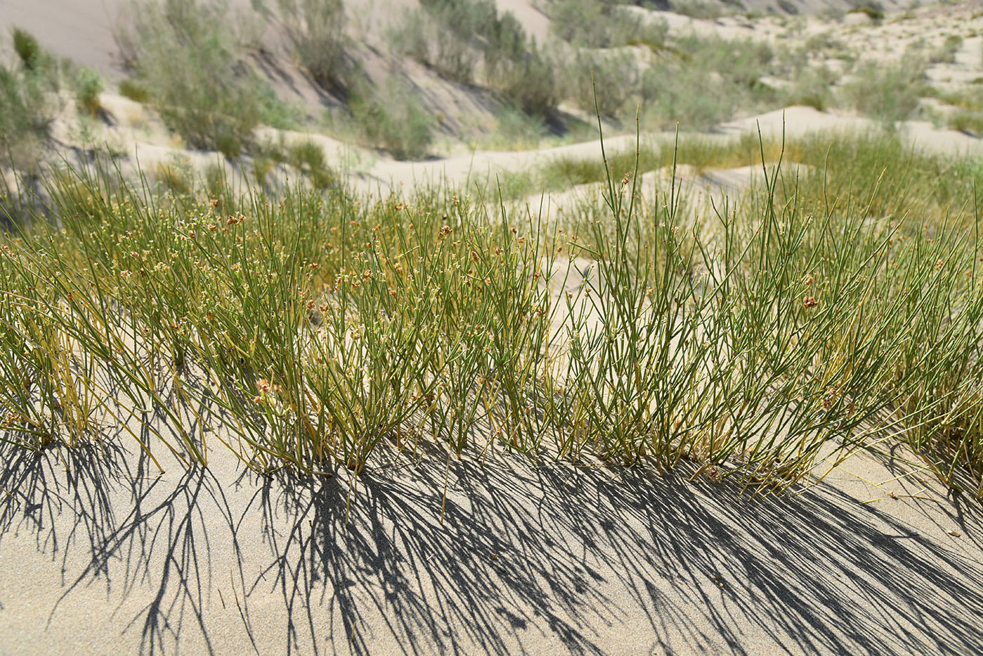 Изображение особи Ephedra przewalskii.