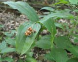 Smilacina racemosa