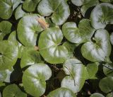 Asarum europaeum. Листья. Пермский край, Кунгурский р-н, правый берег р. Сылва, ур. Камень Ермак, берёзово-сосновый лес. 04.06.2022.