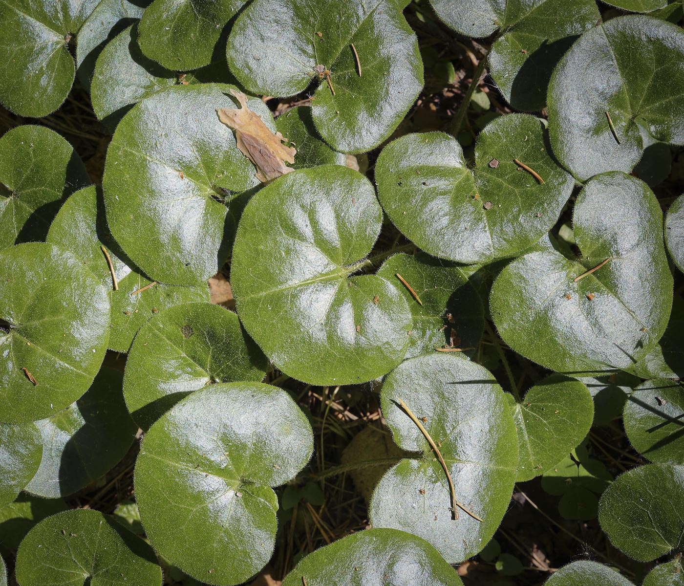 Изображение особи Asarum europaeum.