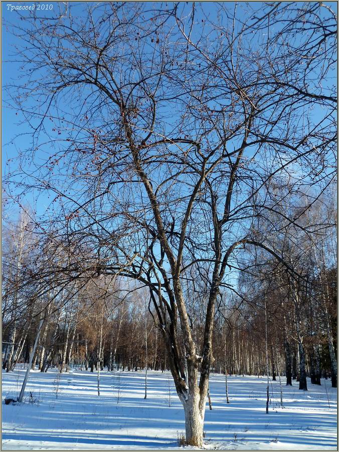 Изображение особи Malus domestica ssp. cerasifera.