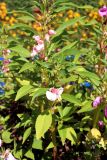 Impatiens balsamina