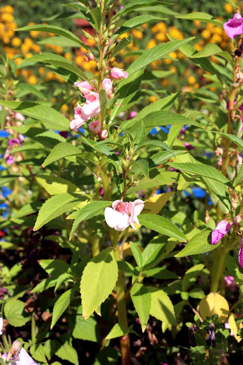 Image of Impatiens balsamina specimen.